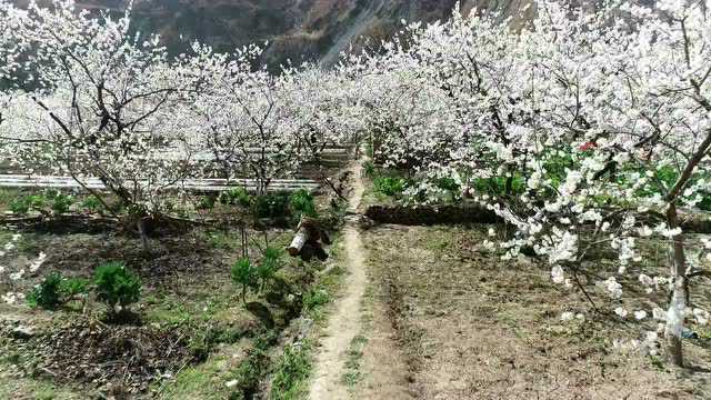 陇南风光 | 三月,樱花盛开的日子