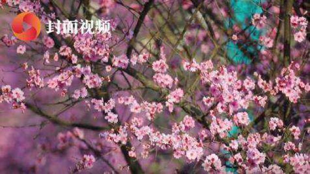 美翻啦!阳春三月 航拍四川眉山花开满城美如画