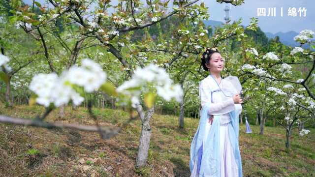 创建天府旅游名县|九龙梨花盛放时