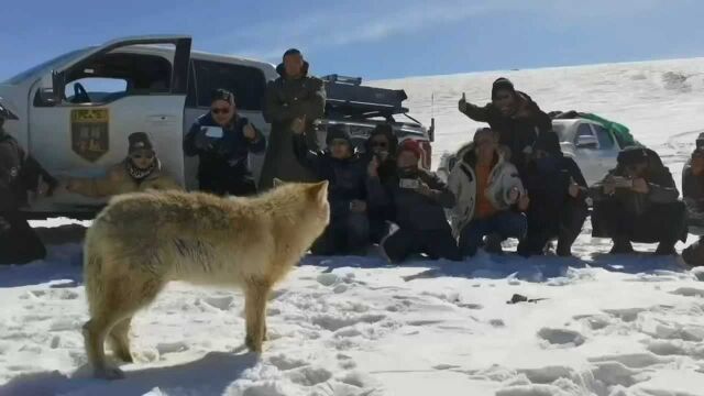 雪原越野与狼为伍,拜车求安冲出困境【维金网络viikin免备案CDN】