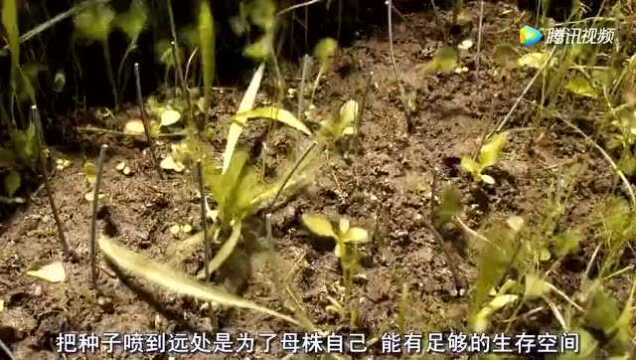 新教科版四下第一单元《植物的生长变化》微课及实验视频下载