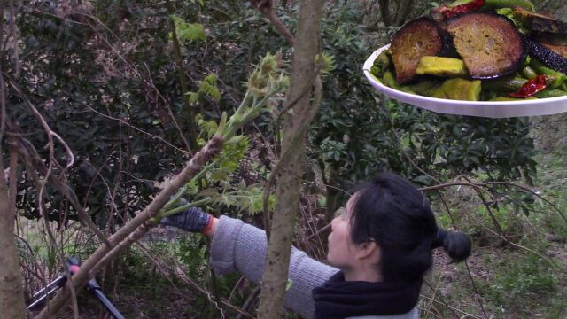 屋后居然发现了刺老包,被日本人称为“天下第一山珍”比香椿好吃