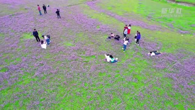 江西新干:紫云英盛放成花海 游客踏青好去处