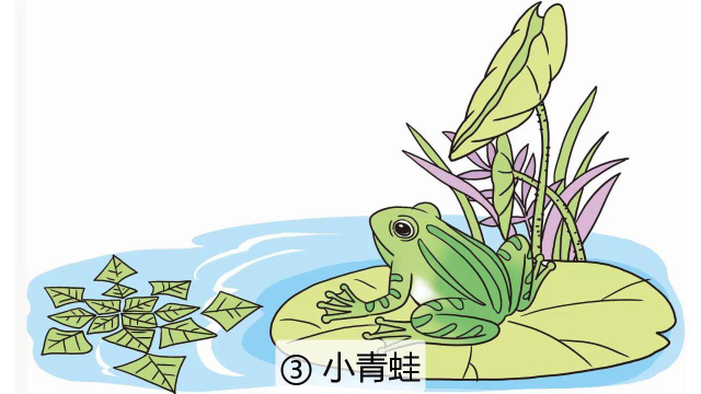 小青蛙课文插图图片