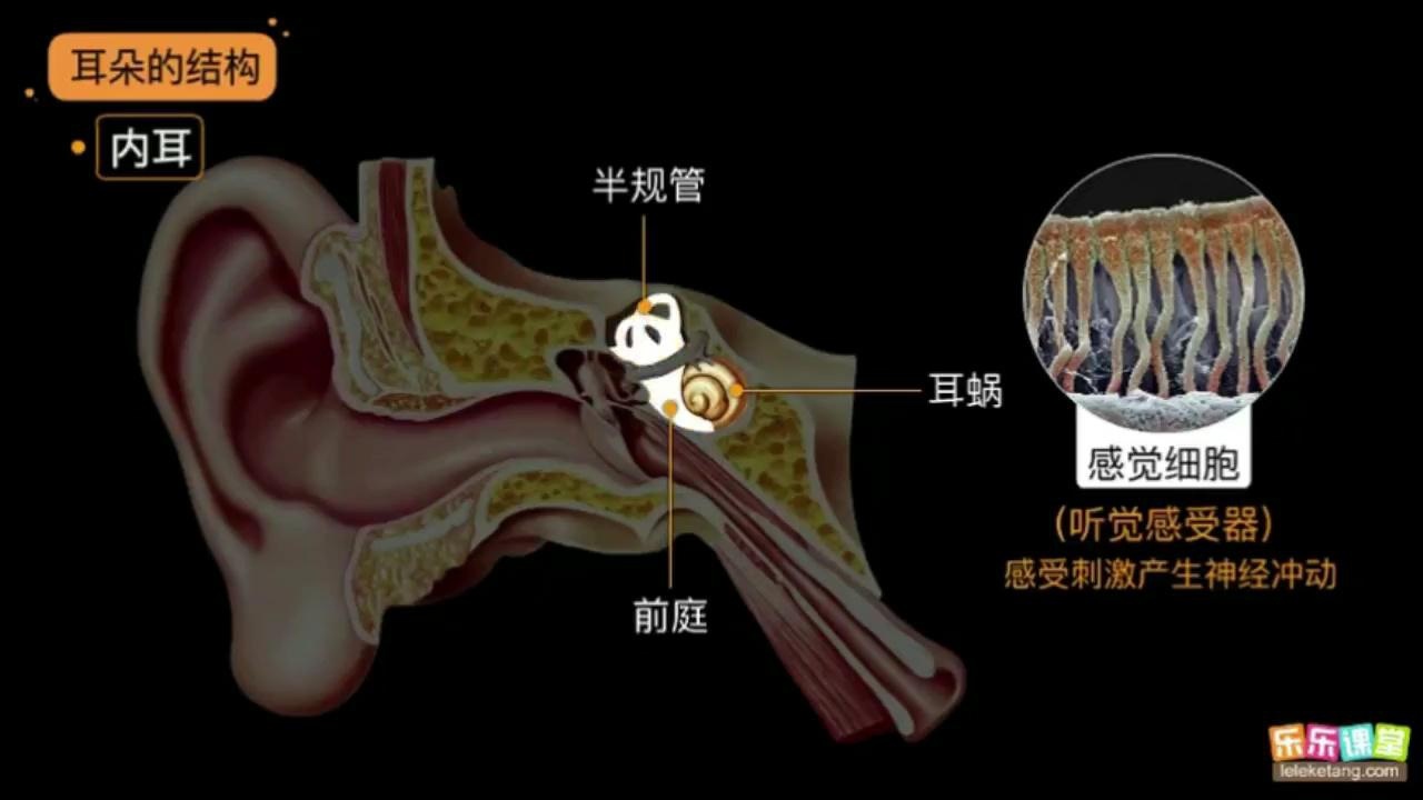 耳和听觉的形成_高清1080P在线观看平台_腾讯视频
