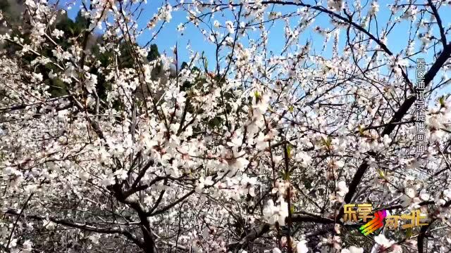 花开河北|“云”赏春花,石家庄平山野生原度假村、王母山蟠桃园、张家口大境门长城文化旅游区许你一片芳菲烂漫!