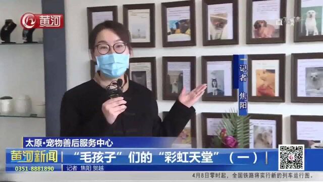 山西太原ⷮŠ宠物善后服务中心:“毛孩子”们的“彩虹天堂”(一)