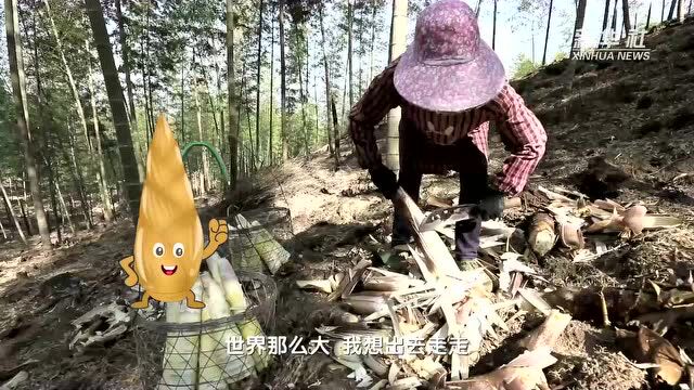 福建宁化:一棵竹带富一个镇