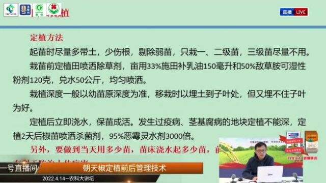 农科大讲坛:朝天椒优质又高产的秘诀来了!麦椒套种注意事项、定植技术一篇全!