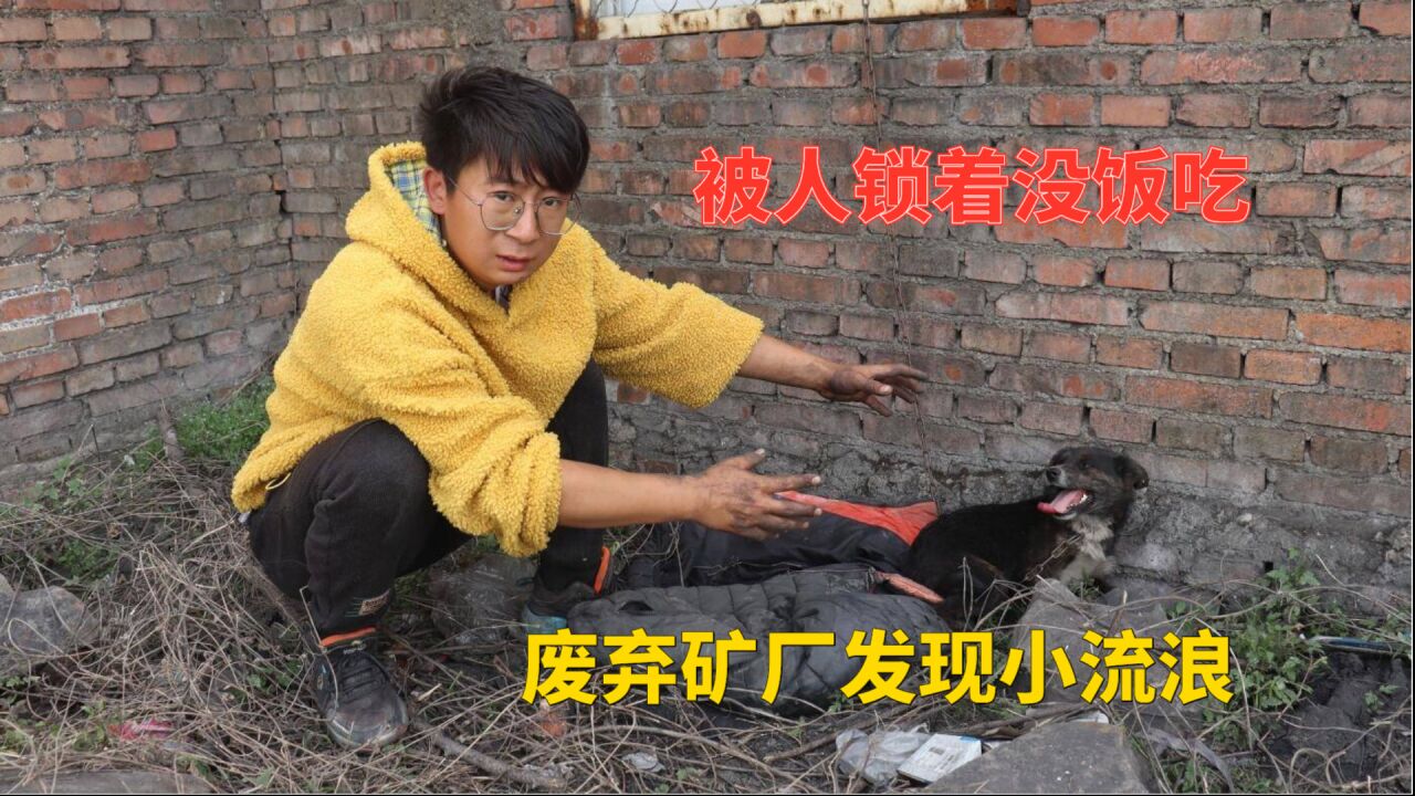 废弃工厂被流浪狗图片