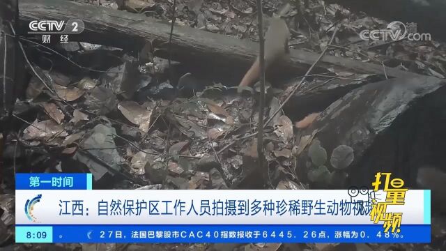 江西:自然保护区工作人员拍摄到多种珍稀野生动物视频