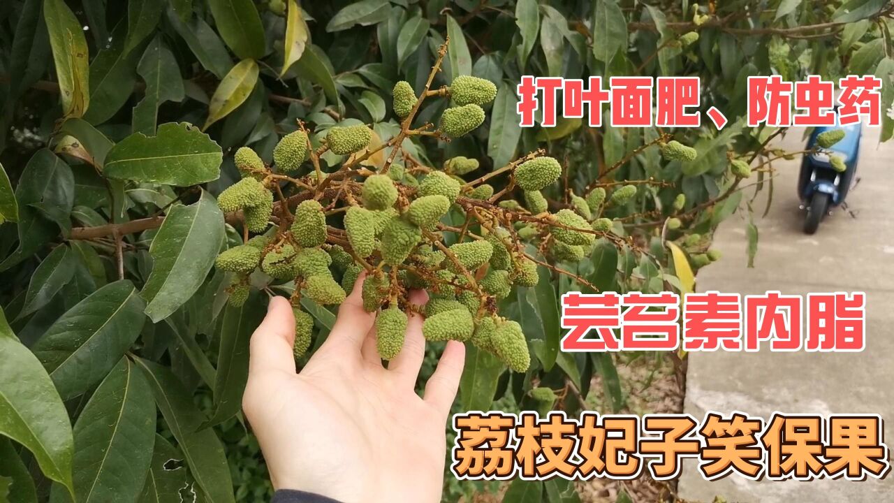 荔枝妃子笑大拇指大小時,開始第三次保果,打蕓薹素內酯,以及病蟲害藥