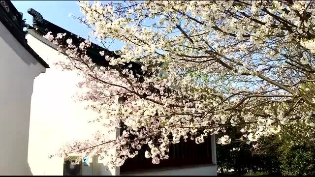 猪八戒网与阳澄湖半岛旅游度假区联合打造!“江苏数字版权与文创产业服务平台”正式上线