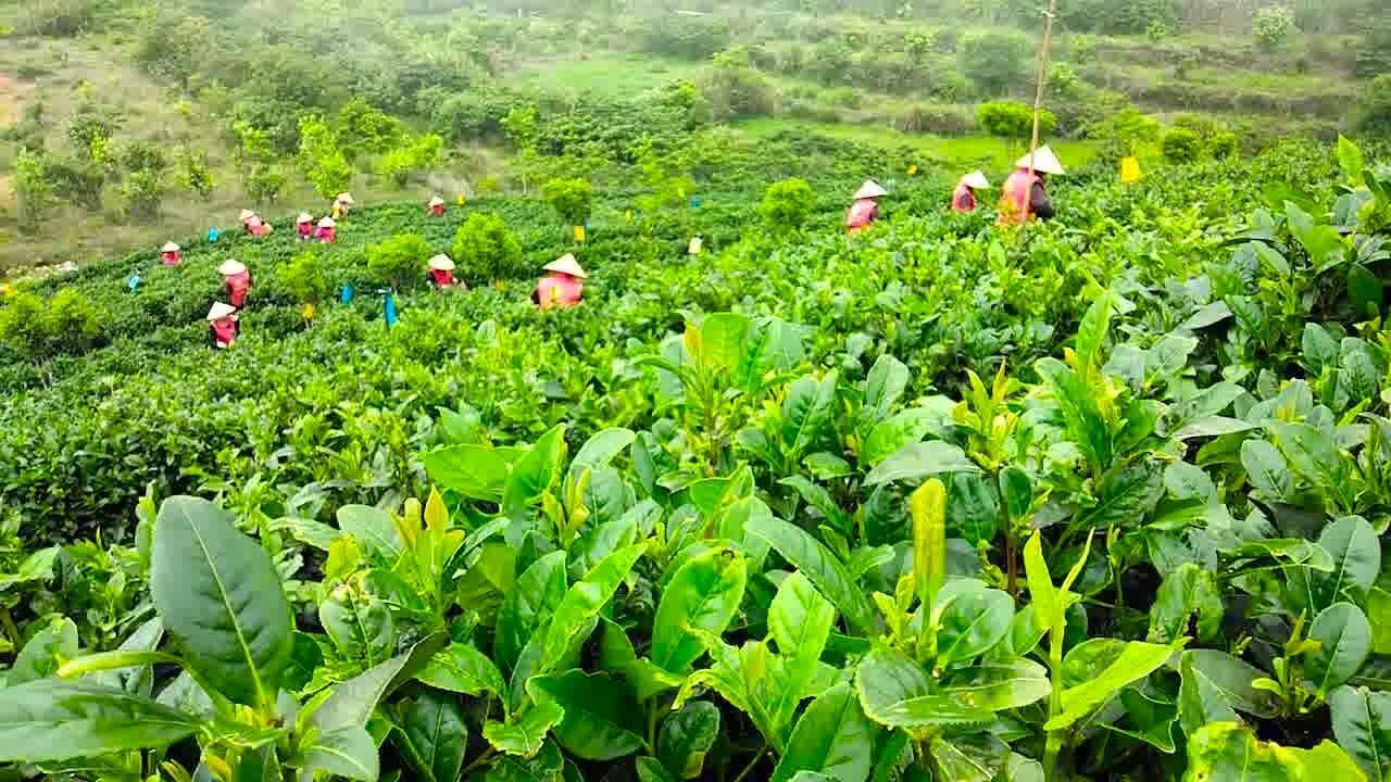 玉环市火山茶基地旅拍摄影赏析