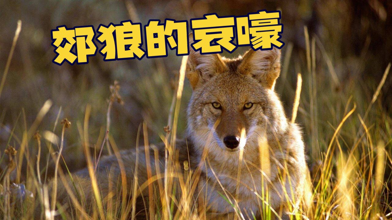 郊狼出没农场主人束手无策,无奈请了专业猎捕者开始极速复仇!