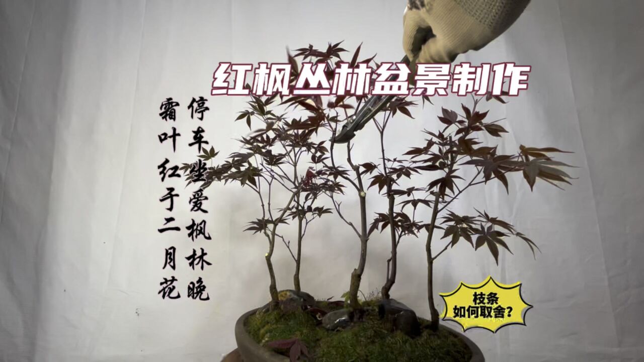 普通红枫小苗如何制作丛林盆景?枝条如何取舍?新手赶紧看看
