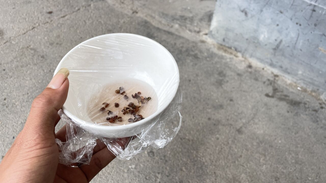 消灭蚊子老一辈的土办法,方法很简单,大家看看
