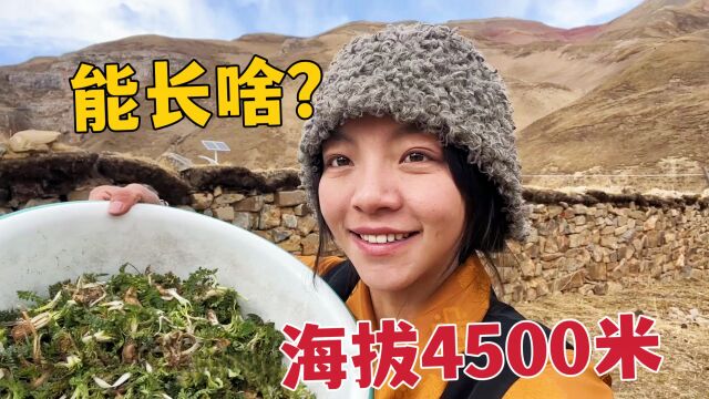 牧区虫草季野菜很嫩,藏族姑娘在家门口挖了炒肉,汉语名字叫什么