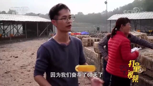 丰收!卖鸭是一年中最忙的时候,这个时候鸭老板最高兴