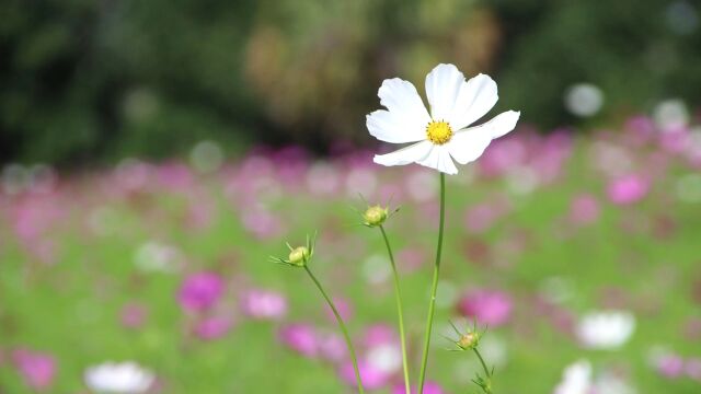 野花白色花朵野草