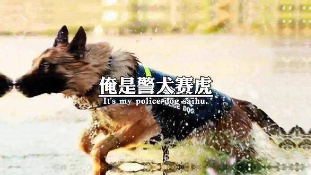 警犬赛虎#警犬闪电