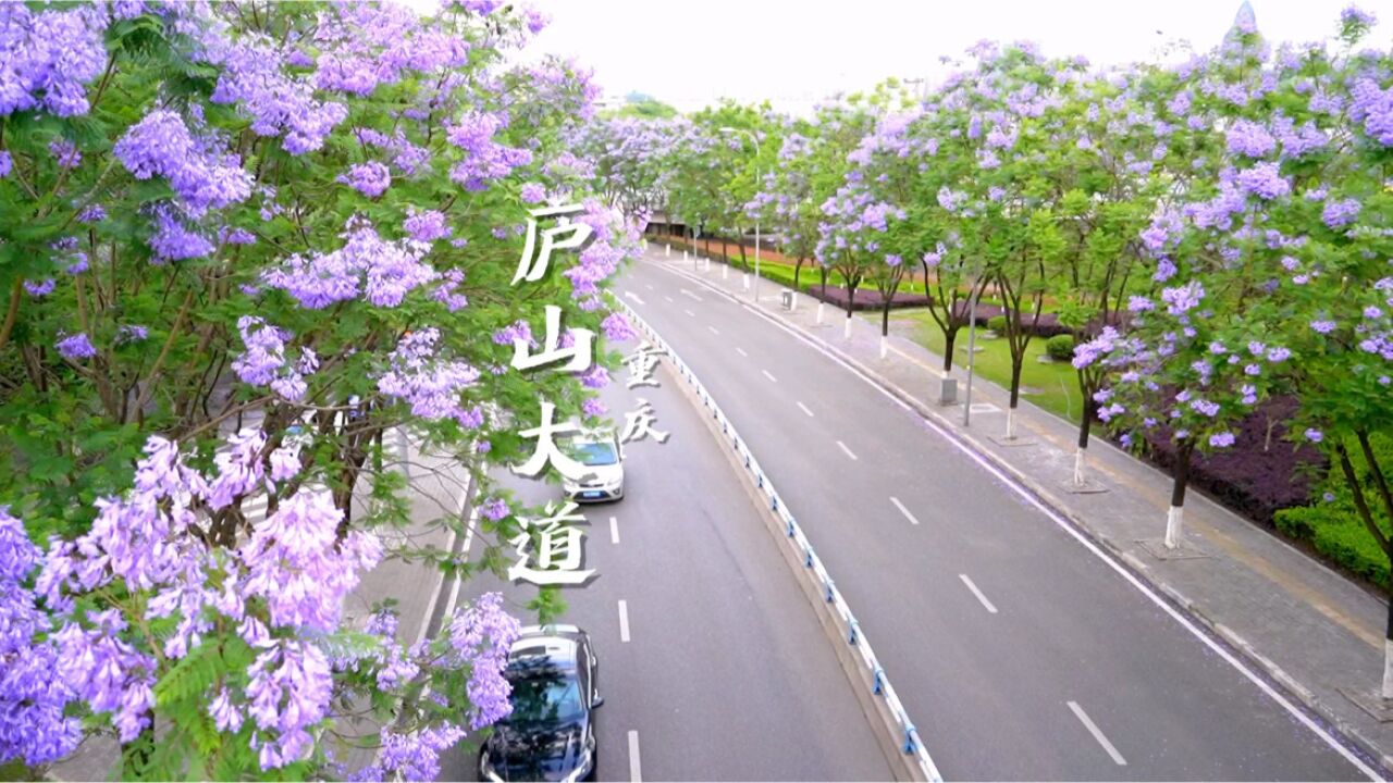 重庆庐山大道道路两旁的蓝花楹盛开