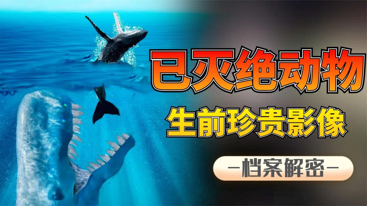 5个已灭绝动物，生前珍贵影像，白鱀豚的灭绝令人惋惜！_高清