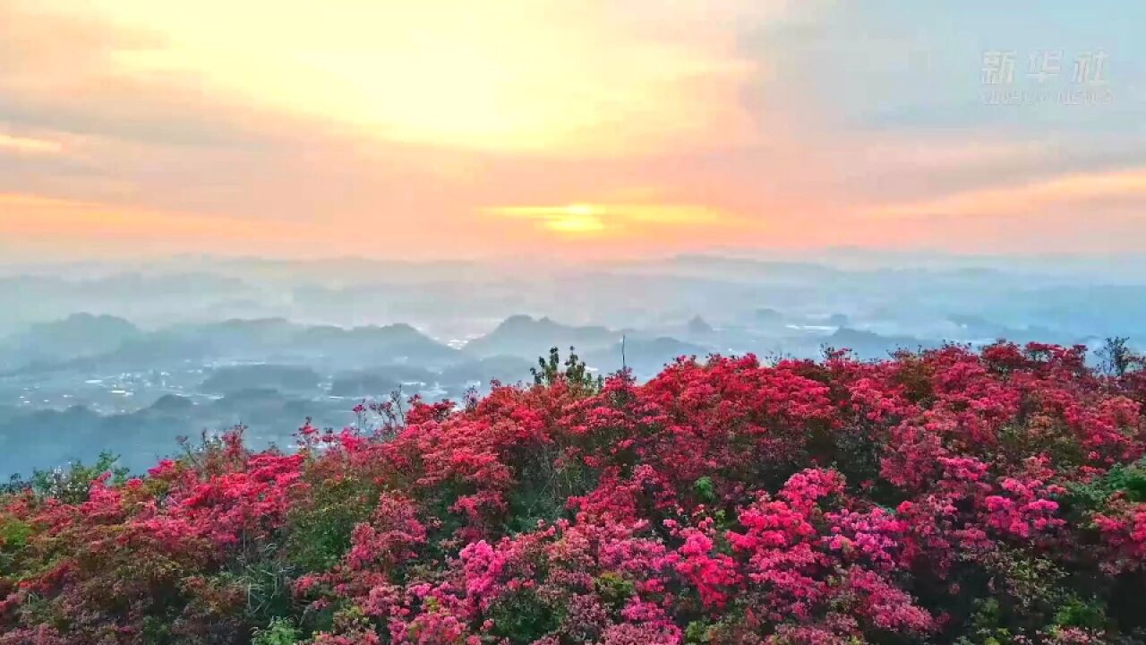 映红半边天!贵州龙泉山高山花海万亩杜鹃灿若云霞