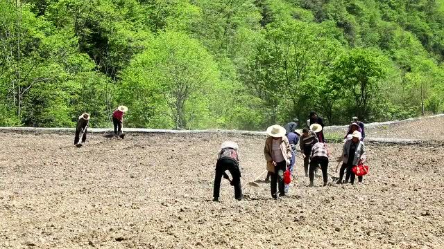 名单公布!“亮出镇坪劳动美”短视频大赛获奖作品揭晓