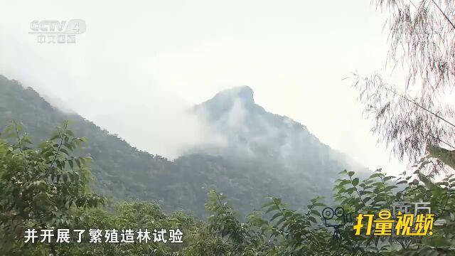 与恐龙同时代的植物——桫椤您认识吗?它原来长这样