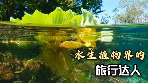 [图]探索有趣的水生植物世界，看它们为了生存，如何各显神通