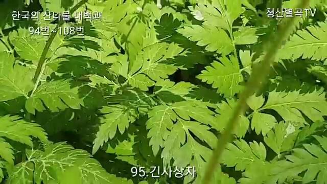 山野菜大百科(下集15种)机智和谐的山野草生活