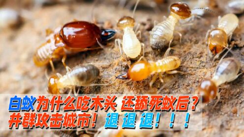  白蚁为什么吃木头还舔死自己的蚁后？上海白蚁成精了 退 退 退！！！ 
