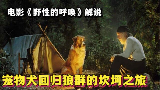 从宠物犬变成狼,几经坎坷,回归自然的狗子巴克