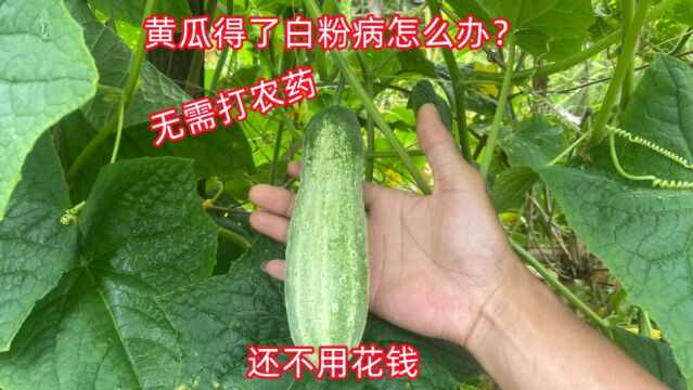 黄瓜染上病害咋办?简单教你一招,无需打农药,绿色安全又环保