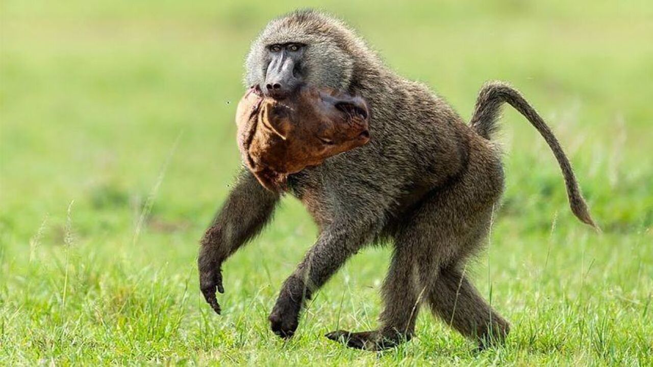 狮子被饥饿冲昏头脑,居然上树捕杀猴子