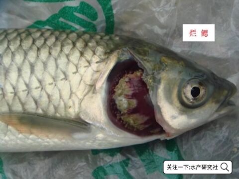 细菌性烂鳃病、暴发性败血症、赤皮竖鳞各个都领养殖户头痛,怎么办?