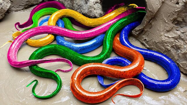 彩色鳝鱼为何惊慌失措?原来是天敌来了