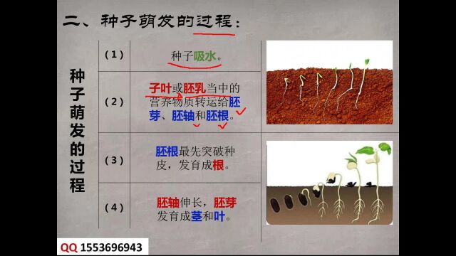 专题10:种子萌发和芽的发育