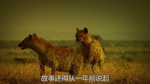 一只鬣狗自愿被狮子咬死，改变了网友对鬣狗的看法，这是怎么回事