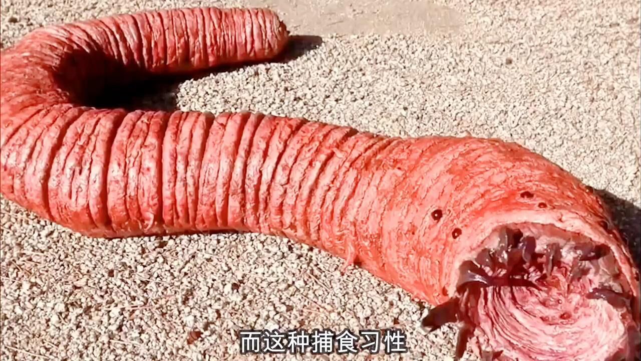 电影中的怪物原型之蒙古死亡蠕虫