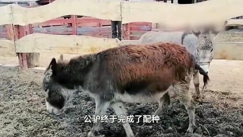母棕驴配种过程，养驴场买来公驴给驴场的驴子配种，母驴太暴躁了