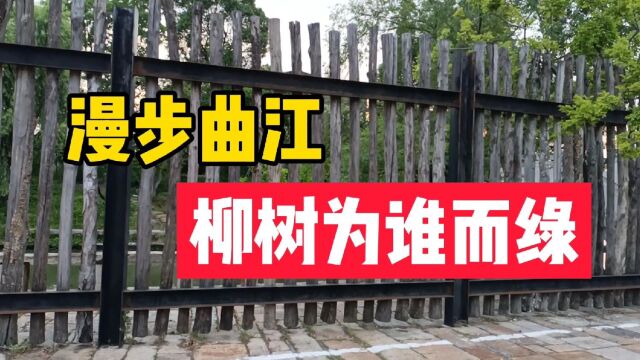 杜甫:少陵野老吞声哭,漫步在曲江边,柳树新芽又是为谁而绿