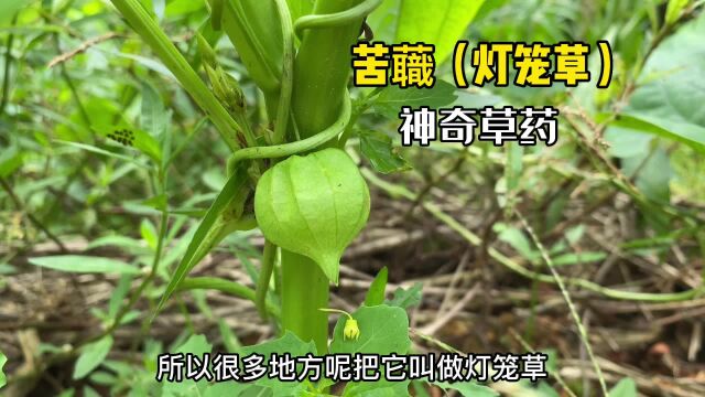 田间有一宝,它叫“灯笼草”,价值与用途认识一下,涨知识了