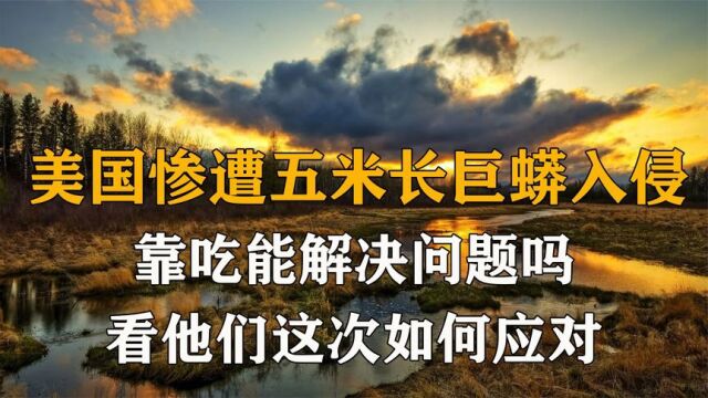 美国惨遭生物入侵,巨蟒五米多长重达上百斤,靠吃能解决问题吗?