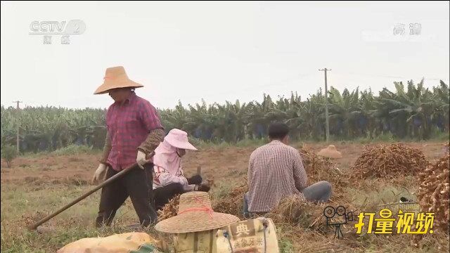 黄亮舞采用公司+合作社+农户的经营模式,建立种植基地