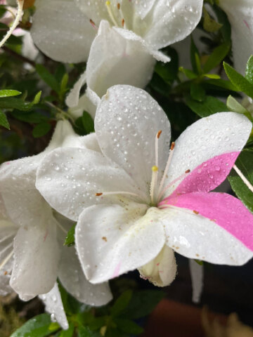 皋月杜鹃 明美之月