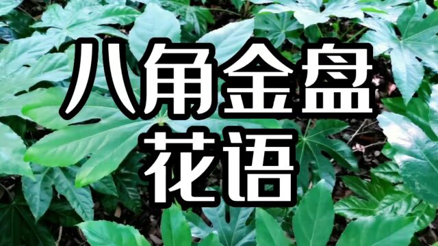 花语:八角金盘