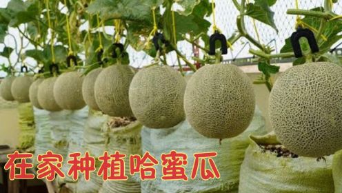 如何种植日本哈密瓜-- 从种子到收割91天-