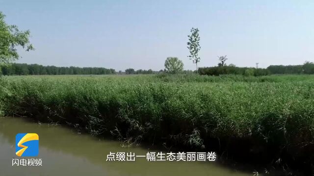 绿草如茵空气清新 鱼台惠河湿地风光美如画